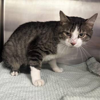 Billy -  Domestic Short Hair Cat for Adoption in Warrensburg, Missouri - Billy | PetCurious