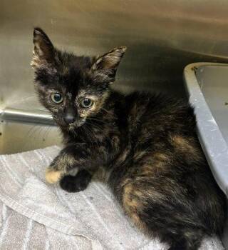 Isa -  Domestic Short Hair Cat for Adoption in Munster, Indiana - Isa | PetCurious