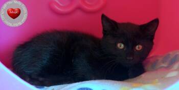 Annie -  Domestic Short Hair Cat for Adoption in Sidney, Ohio - Annie | PetCurious
