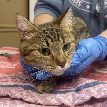 Andarna -  Domestic Short Hair Cat for Adoption in Milan, Illinois - Andarna | PetCurious