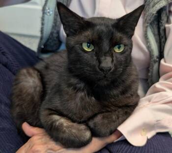 Domestic Short Hair Cats Available for Adoption in Magnolia, Texas - Big Teddy | PetCurious
