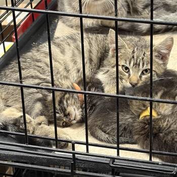 Blizzard -  Domestic Short Hair Cat for Adoption in Rochester, Minnesota - Blizzard | PetCurious