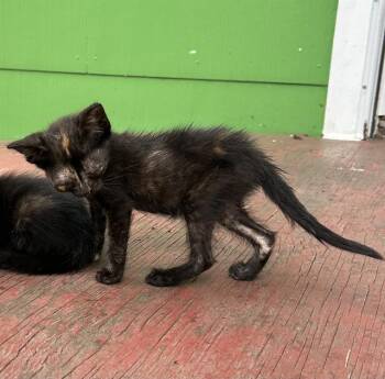 Domestic Short Hair Cats Available for Adoption in San Antonio, Texas - BLOSSUM | PetCurious