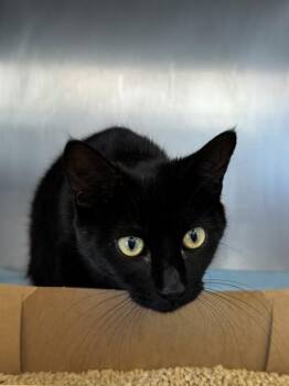 Igloo -  Domestic Short Hair Cat for Adoption in Roseville, California - Igloo | PetCurious