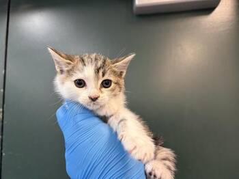 Domestic Short Hair Cats Available for Adoption in Thousand Palms, California - OSCAR | PetCurious