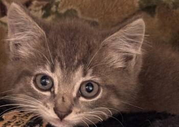 Denver -  Domestic Short Hair Cat for Adoption in Elizabethton, Tennessee - Denver | PetCurious