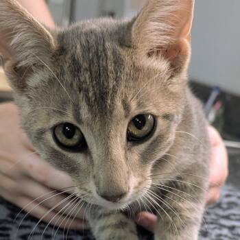 Carrot -  Domestic Short Hair Cat for Adoption in Brighton, Missouri - Carrot | PetCurious