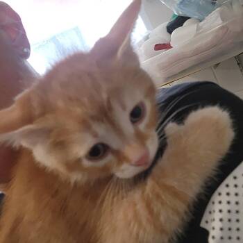 Chip -  Domestic Short Hair Cat for Adoption in Evensville, Tennessee - Chip | PetCurious