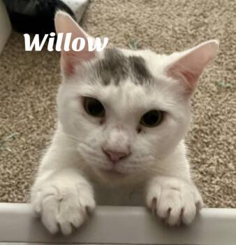 Rescue Domestic Short Hair Cats for Adoption in Owasso, Oklahoma - Willow | PetCurious