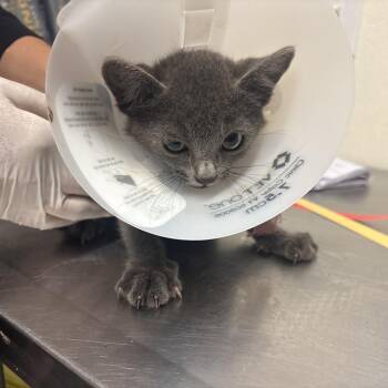 IVHS-Stray-139821_2 -  Domestic Short Hair Cat for Adoption in San Gabriel, California - IVHS-Stray-139821_2 | PetCurious