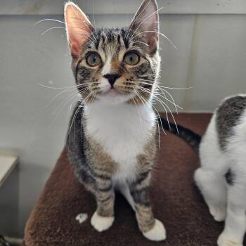 Rescue Domestic Short Hair Cats for Adoption in Waynesville, North Carolina - Candace | PetCurious