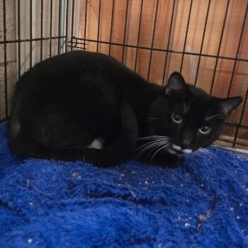 Domestic Short Hair Cats Available for Adoption in Galax, Virginia - Nightshade (Suiter 4) | PetCurious