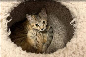 Tiggy -  Domestic Short Hair Cat for Adoption in Hudson, New Hampshire - Tiggy | PetCurious