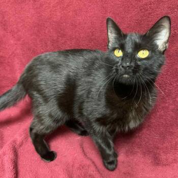 Rescue Domestic Short Hair Cats for Adoption in Waterloo, Iowa - Lady | PetCurious