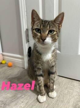 Hazel -  Domestic Short Hair Cat for Adoption in Shakespeare, Ontario - Hazel | PetCurious