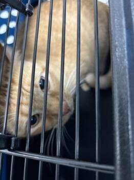 1120-26 -  Domestic Short Hair Cat for Adoption in Cumming, Georgia - 1120-26 | PetCurious
