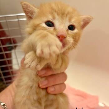 N - Iris -  Domestic Short Hair Cat for Adoption in Arizona City, Arizona - N - Iris | PetCurious