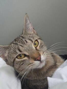 Juno -  Domestic Short Hair Cat for Adoption in Elk Grove, California - Juno | PetCurious