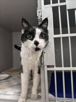 DOMINO -  Domestic Short Hair Cat for Adoption in Loveland, Colorado - DOMINO | PetCurious