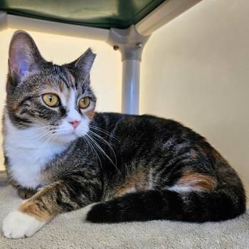 Rescue Domestic Short Hair Cats for Adoption in Harrisonburg, Virginia - Bella | PetCurious