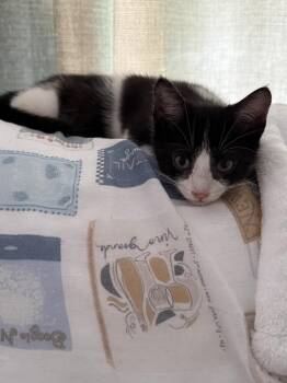 Yang -  Domestic Short Hair Cat for Adoption in Hudson, New Hampshire - Yang | PetCurious