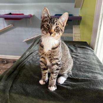Zev -  Domestic Short Hair Cat for Adoption in Brownsboro, Alabama - Zev | PetCurious