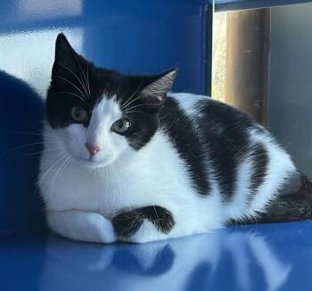 Domestic Short Hair Cats Available for Adoption in Westminster, Maryland - PONGO | PetCurious