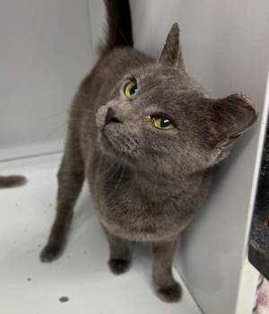Domestic Short Hair Cats Available for Adoption in Rochester, Indiana - Lucille | PetCurious