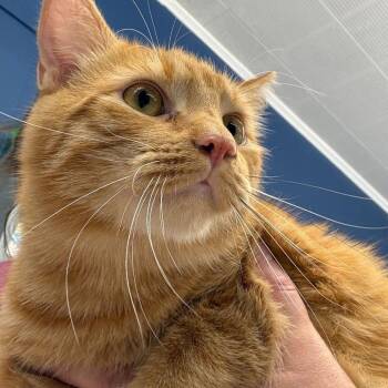 Domestic Short Hair Cats Available for Adoption in Summerlee, West Virginia - Colby | PetCurious