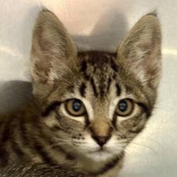 Fortune -  Domestic Short Hair Cat for Adoption in Sacramento, California - Fortune | PetCurious