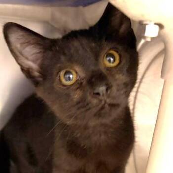 Indy -  Domestic Short Hair Cat for Adoption in North Myrtle Beach, South Carolina - Indy | PetCurious