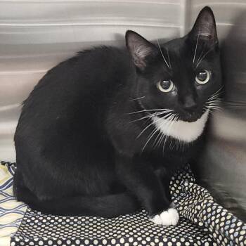 Inky -  Domestic Short Hair Cat for Adoption in Clearwater, Florida - Inky | PetCurious