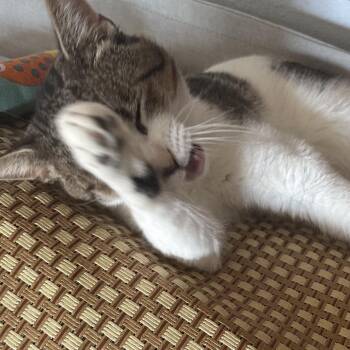 Xander -  Domestic Short Hair Cat for Adoption in Greenfield, Indiana - Xander | PetCurious