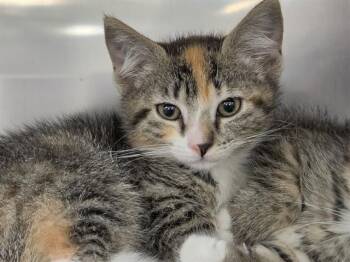SASHIMI -  Domestic Short Hair Cat for Adoption in Kent, Washington - SASHIMI | PetCurious