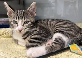 CHERRY* -  Domestic Short Hair Cat for Adoption in Santa Cruz, California - CHERRY* | PetCurious