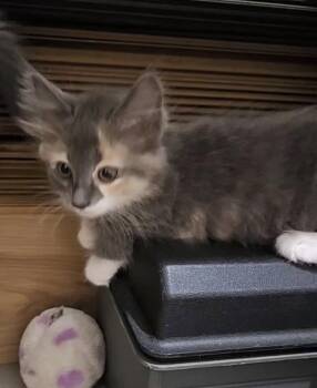 Cleopatra -  Domestic Medium Hair Cat for Adoption in Oviedo, Florida - Cleopatra | PetCurious