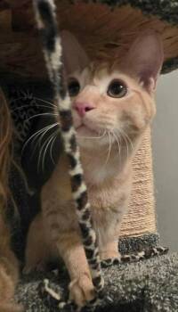 Domestic Short Hair Cats Available for Adoption in Chicago, Illinois - Archie | PetCurious