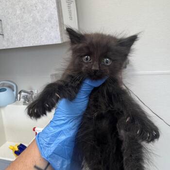 Domestic Long Hair Cats Available for Adoption in Columbiana, Alabama - Melvin | PetCurious