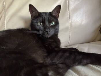 Rescue Domestic Short Hair Cats for Adoption in Walled Lake, Michigan - Hugo | PetCurious