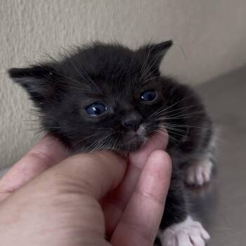 Nausicaa -  Domestic Short Hair Cat for Adoption in Clavet, Saskatchewan - Nausicaa | PetCurious