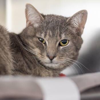 Andy -  Domestic Short Hair Cat for Adoption - Andy | PetCurious