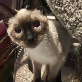 Franny -  Siamese Cat for Adoption - Franny | PetCurious