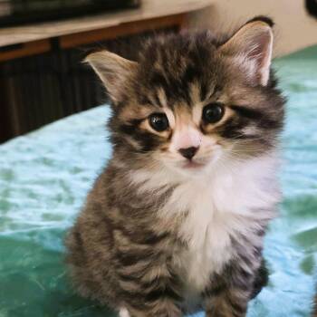Domestic Long Hair Cats Available for Adoption in Piscataway, New Jersey - Simba | PetCurious