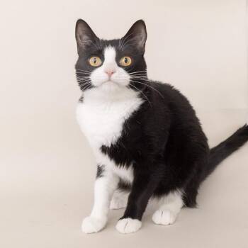 Coco -  American Shorthair Cat for Adoption in Franklin, Tennessee - Coco | PetCurious