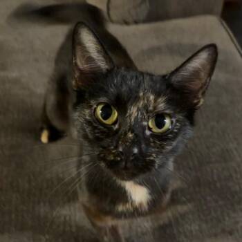 CoCo -  Domestic Short Hair Cat for Adoption in Dixon, Illinois - CoCo | PetCurious
