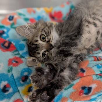 Joella -  Domestic Long Hair Cat for Adoption in Spokane, Washington - Joella | PetCurious