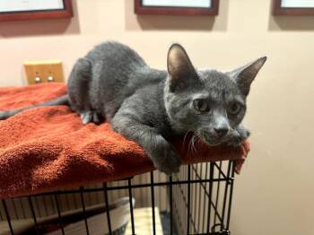 Rescue Domestic Short Hair Cats for Adoption in Mokena, Illinois - Lovin | PetCurious