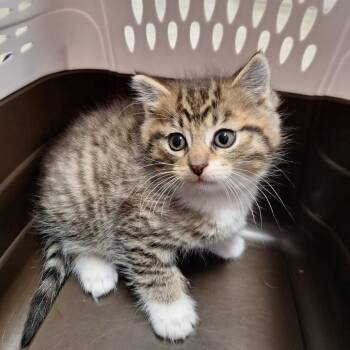Grasshopper -  Domestic Medium Hair Cat for Adoption in Attica, New York - Grasshopper | PetCurious