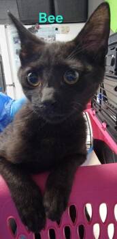 Bee -  Domestic Short Hair Cat for Adoption in Fort Worth, Texas - Bee | PetCurious
