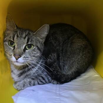 Domestic Short Hair Cats Available for Adoption in Manhattan, Kansas - Kitty Girl | PetCurious